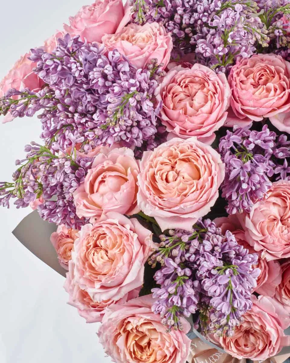 SYRINGA SALMON 1 SYRINGA SALMON 1