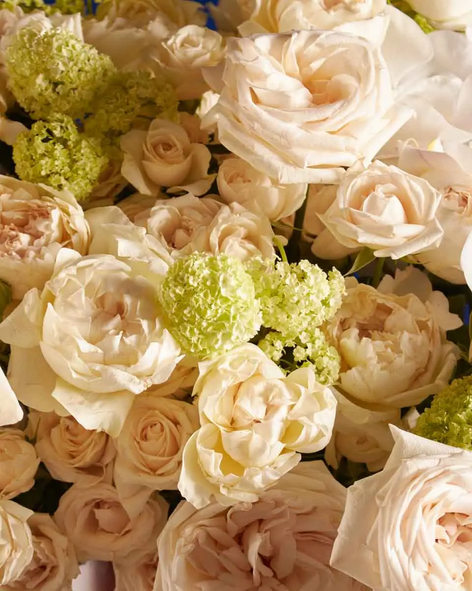 WHITE SOPHISTICATION 3 WHITE SOPHISTICATION 3