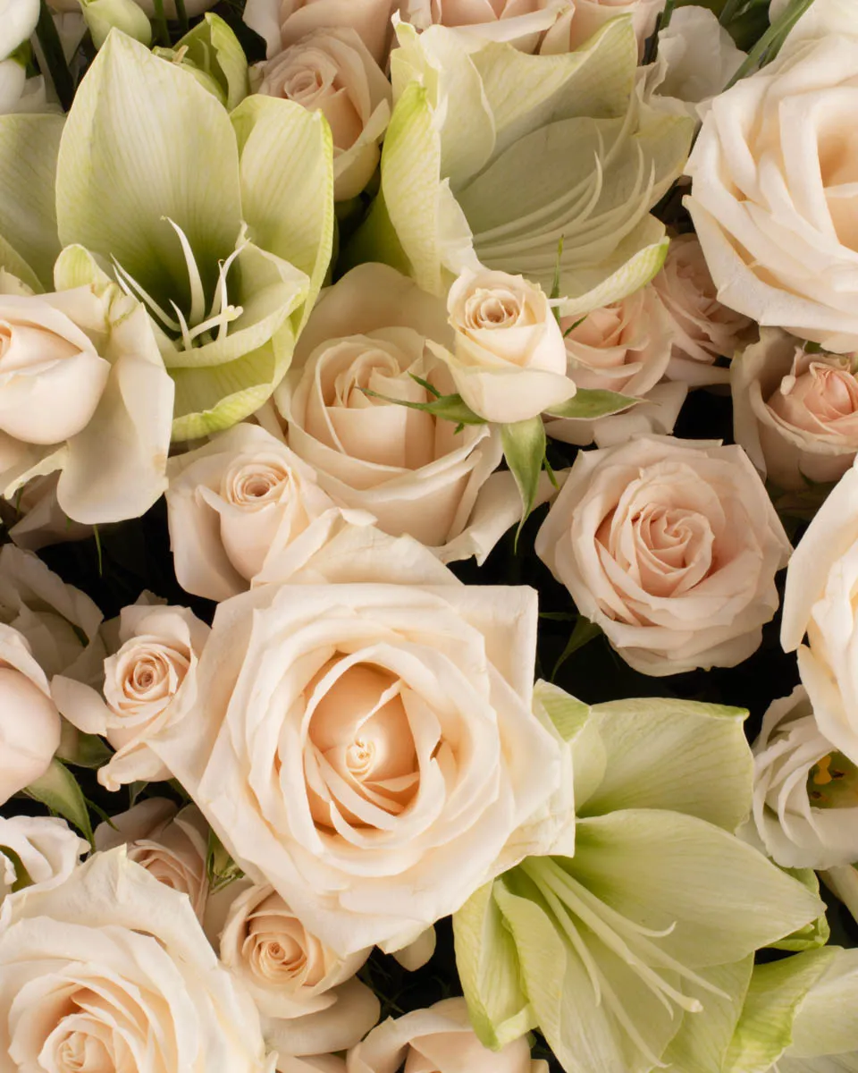 WHITE SUPERB CLOSEUP WHITE SUPERB CLOSEUP