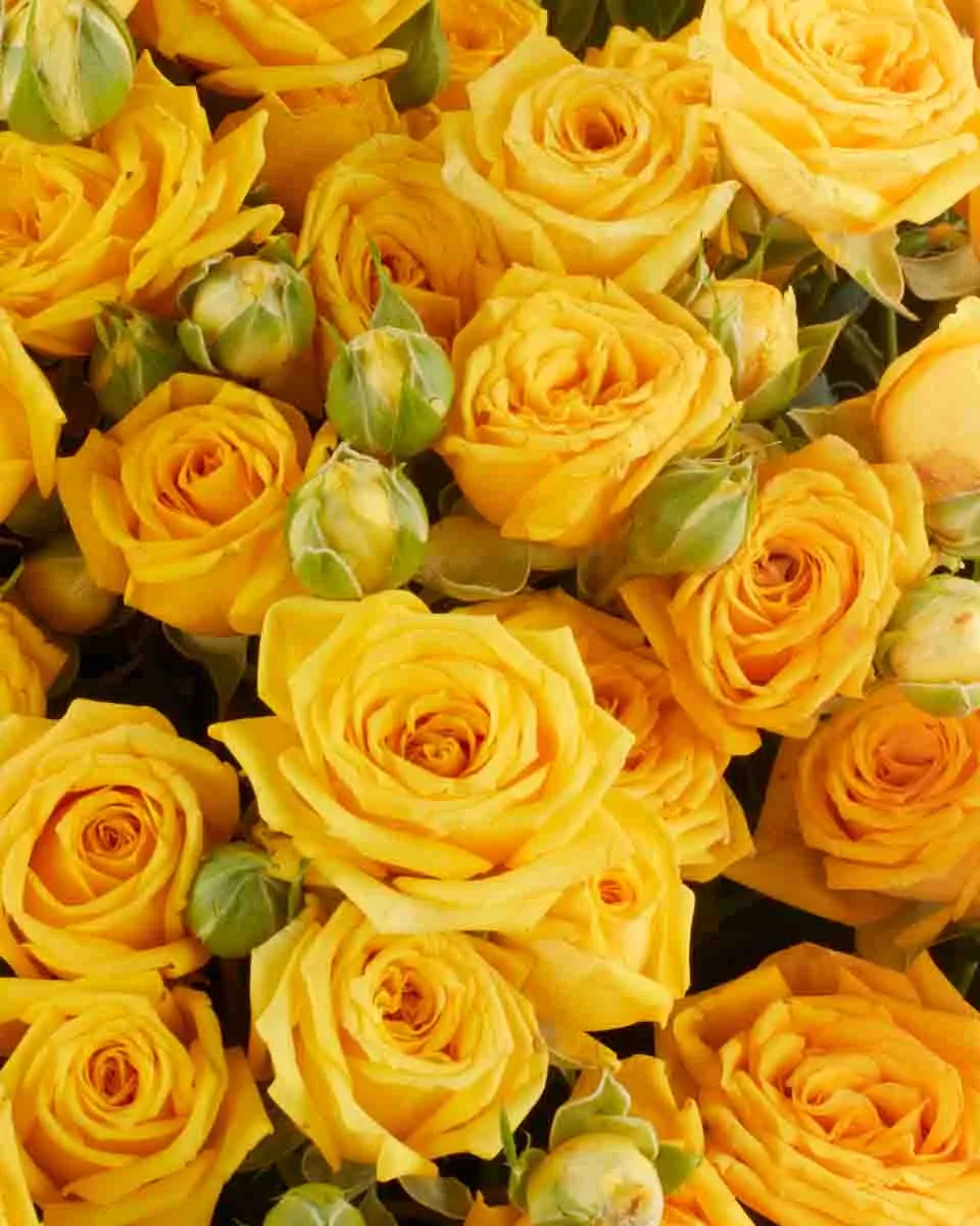 YELLOW BABE IMPRESSIVE JUNE 6 2023 7 1 YELLOW BABE IMPRESSIVE JUNE 6 2023 7 1