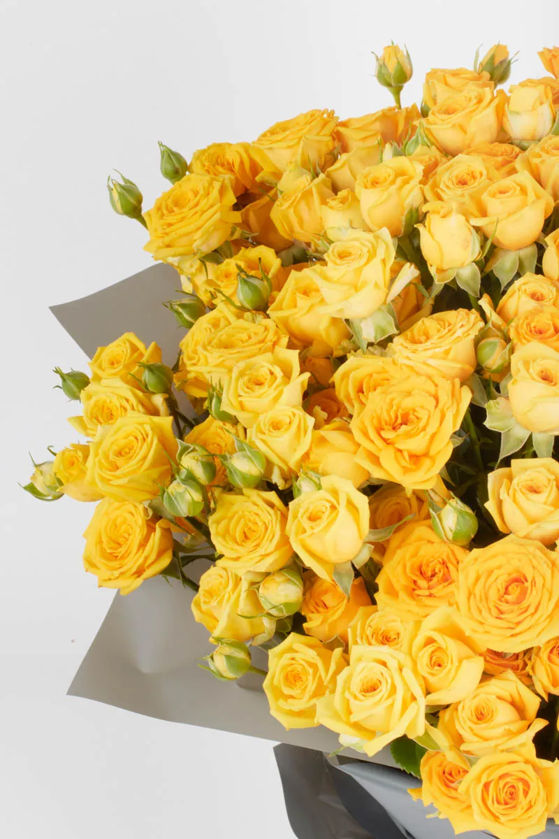 YELLOW BABE SUPERB JUNE 5 2023 1 YELLOW BABE SUPERB JUNE 5 2023 1