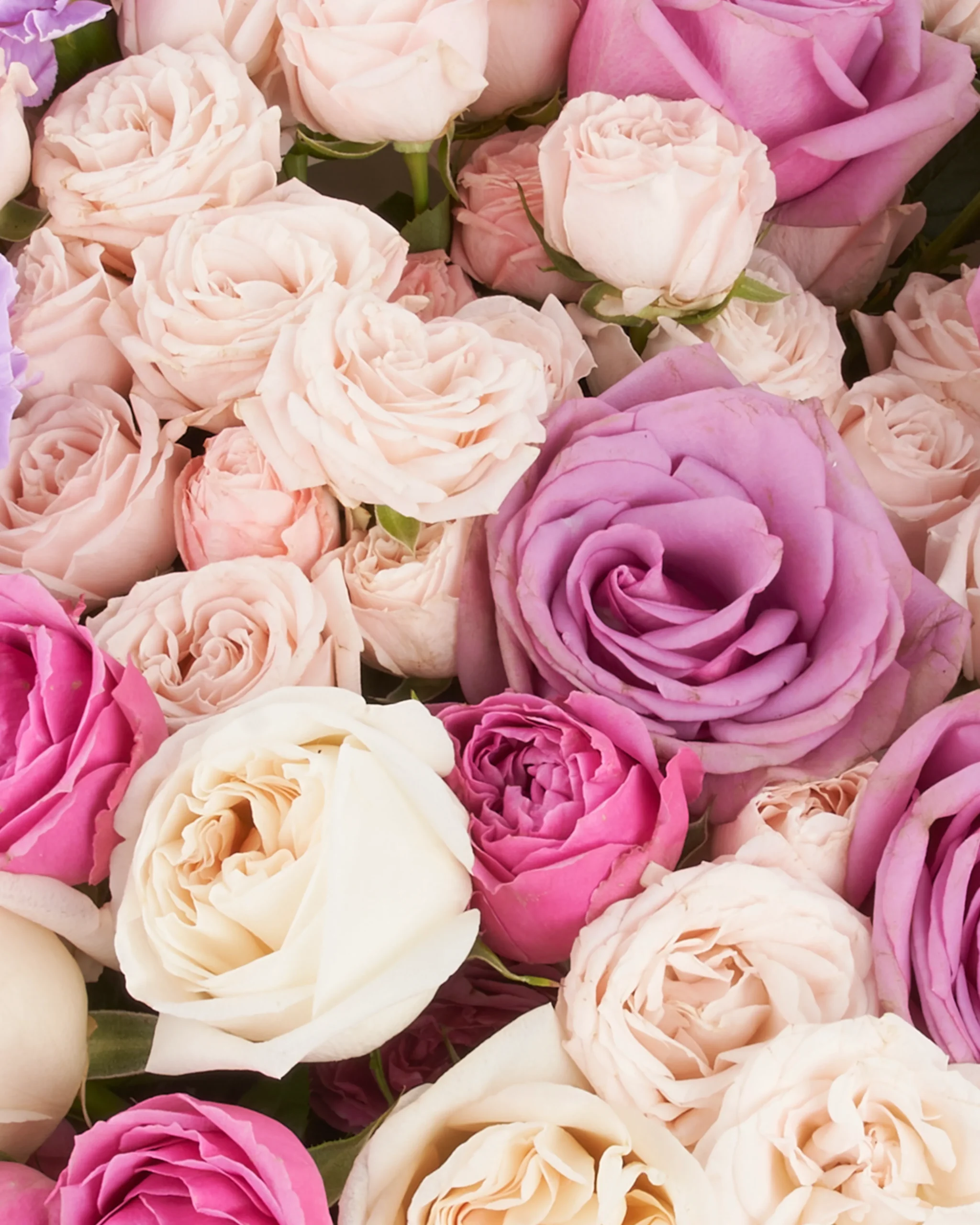 dear amna superb 3 scaled 1 dear amna superb 3 scaled 1