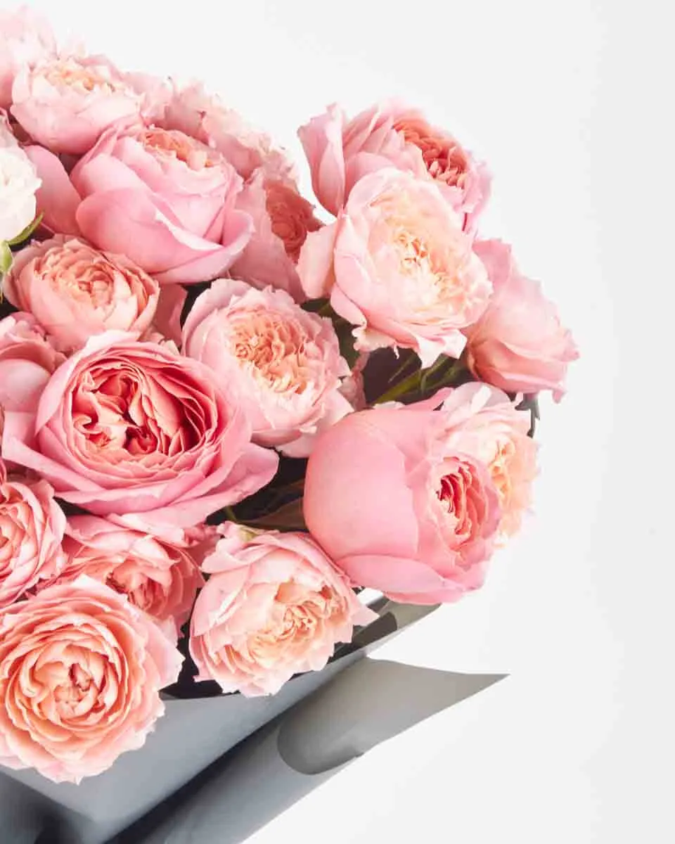 rose galore superb JUNE 12 2023 1 rose galore superb JUNE 12 2023 1