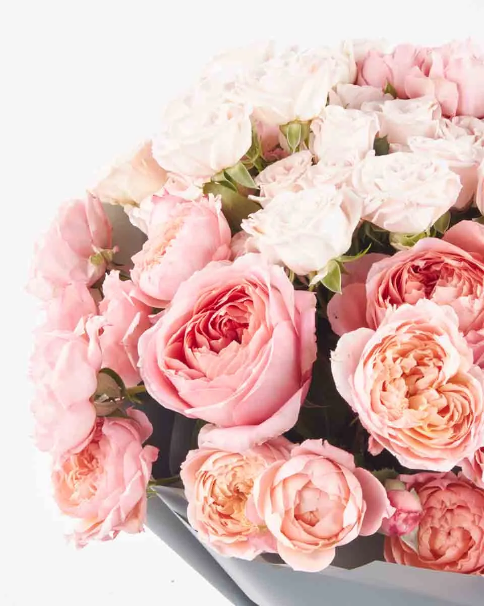 rose galore superb JUNE 12 2023 2 rose galore superb JUNE 12 2023 2