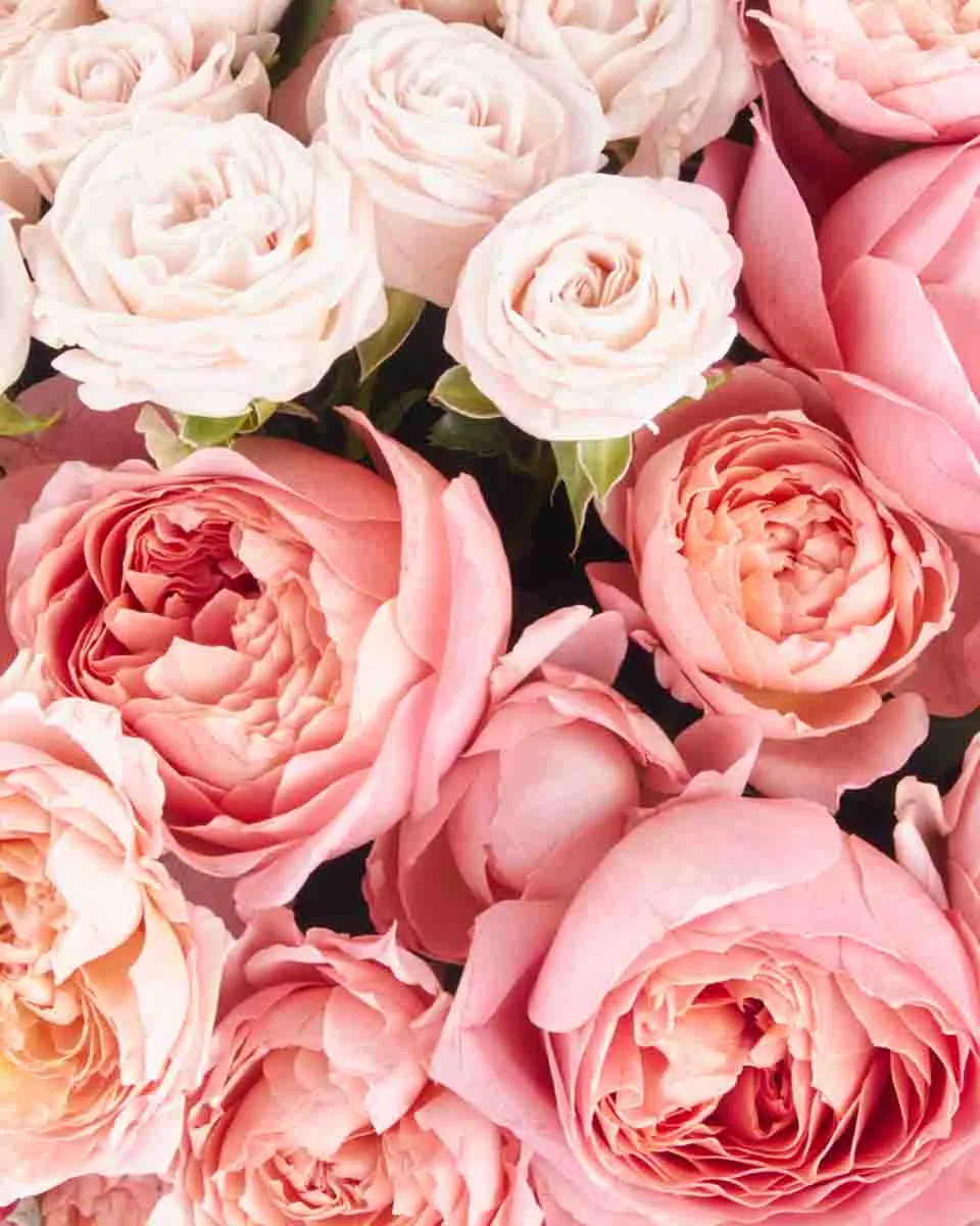 rose galore superb JUNE 12 2023 3 rose galore superb JUNE 12 2023 3