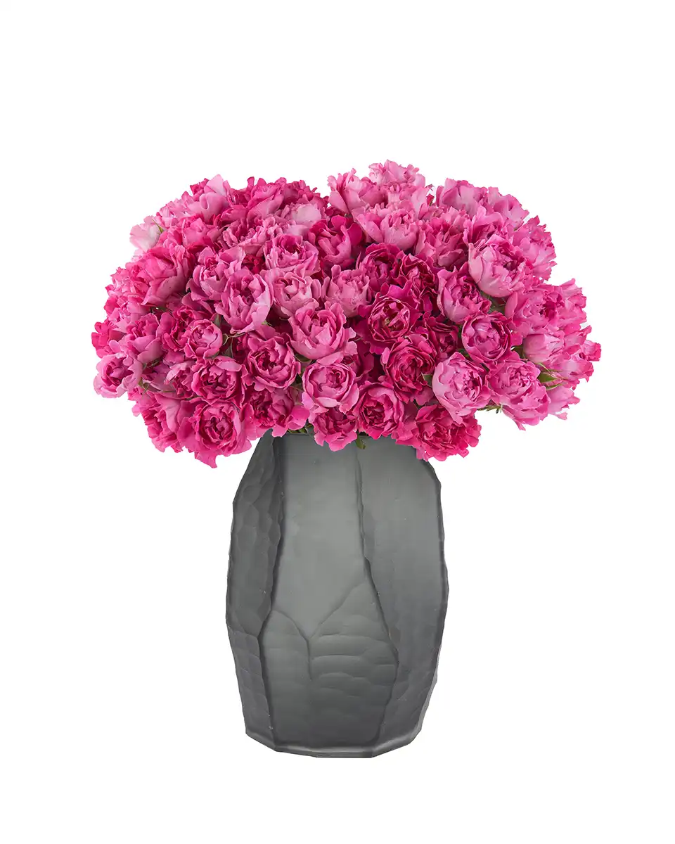 Magenta Magic 2025 mega rasp