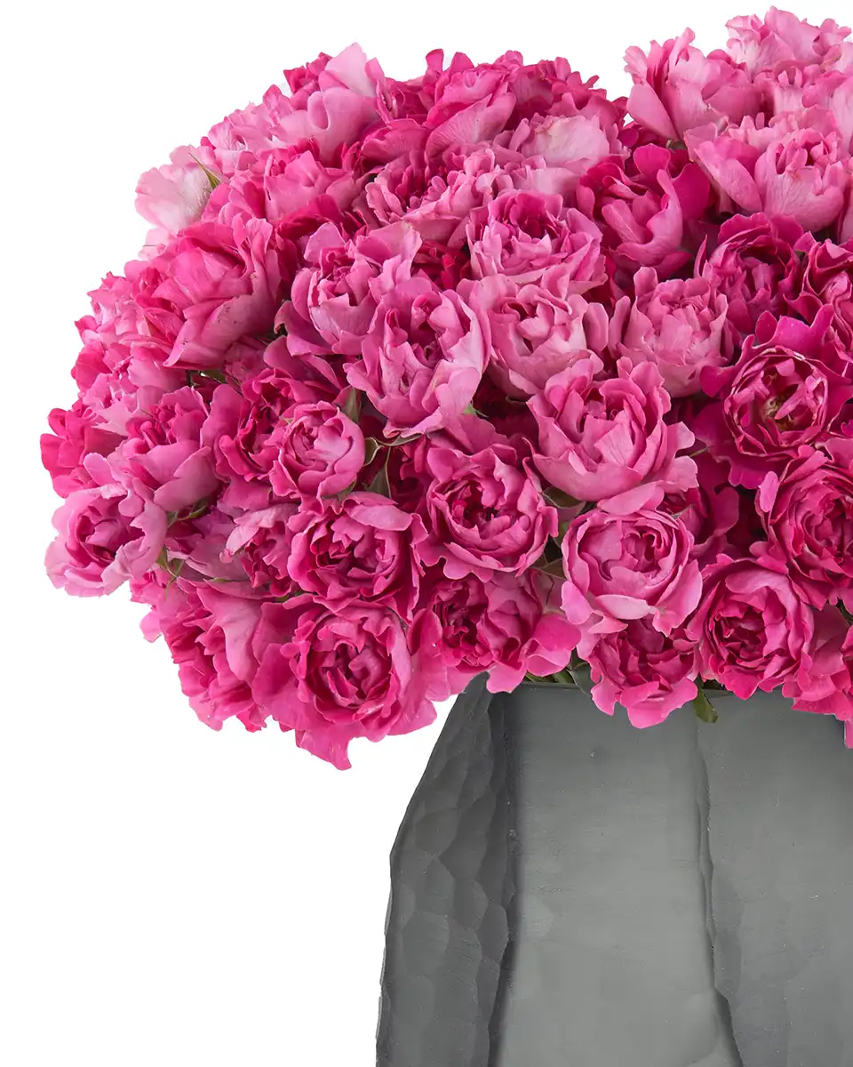 Magenta Magic 2025 2 Magenta Magic 2025 2