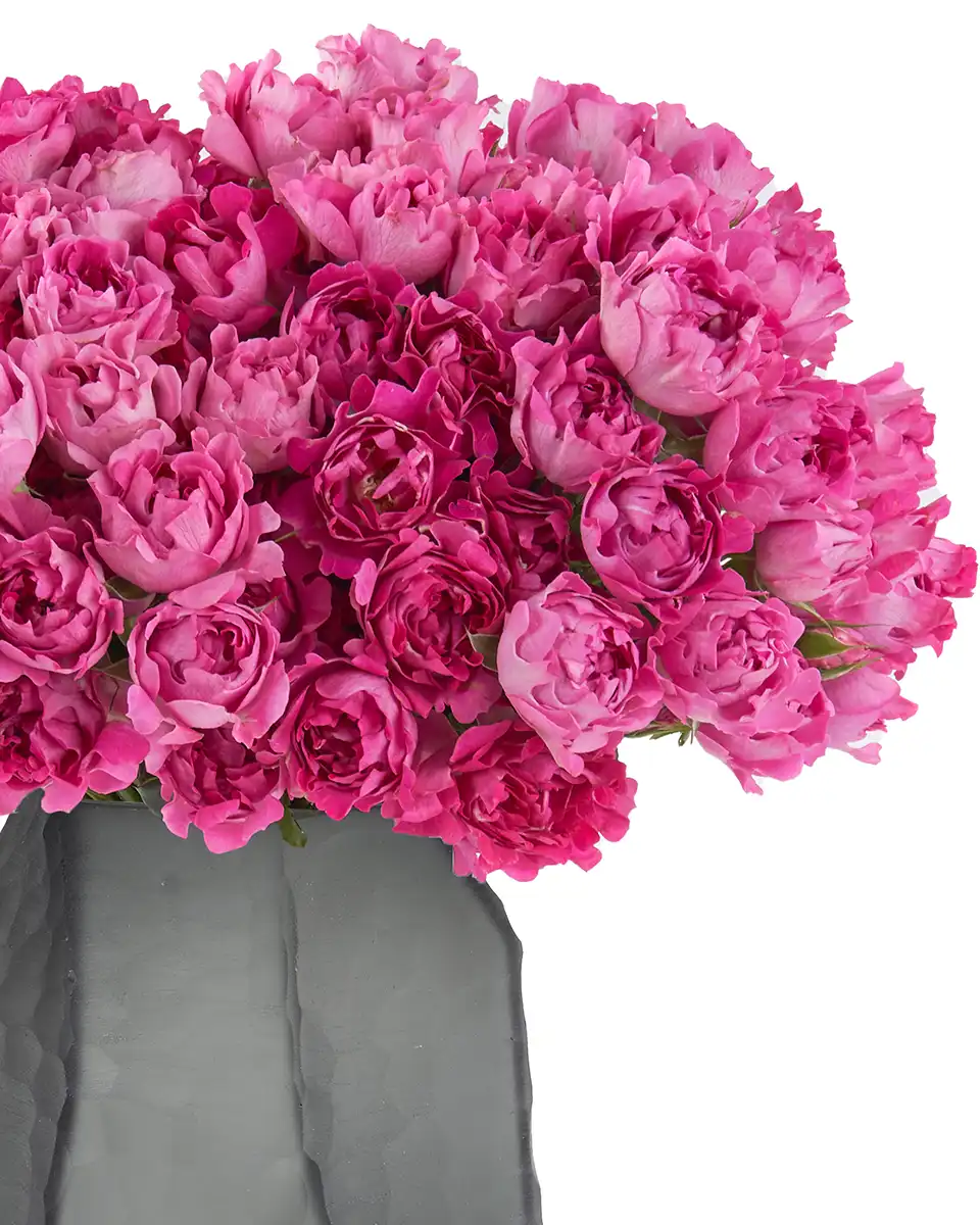 Magenta Magic 2025 3 Magenta Magic 2025 3