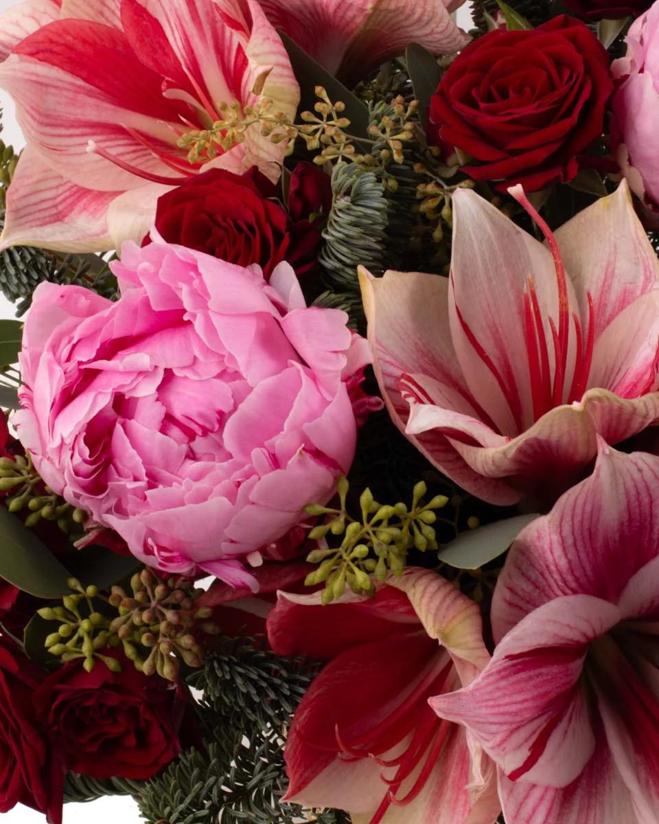 AMARYLLis sparkleNEW PRODUCT14 VASE CLOSEUP1 DETAILS AMARYLLis sparkleNEW PRODUCT14 VASE CLOSEUP1 DETAILS