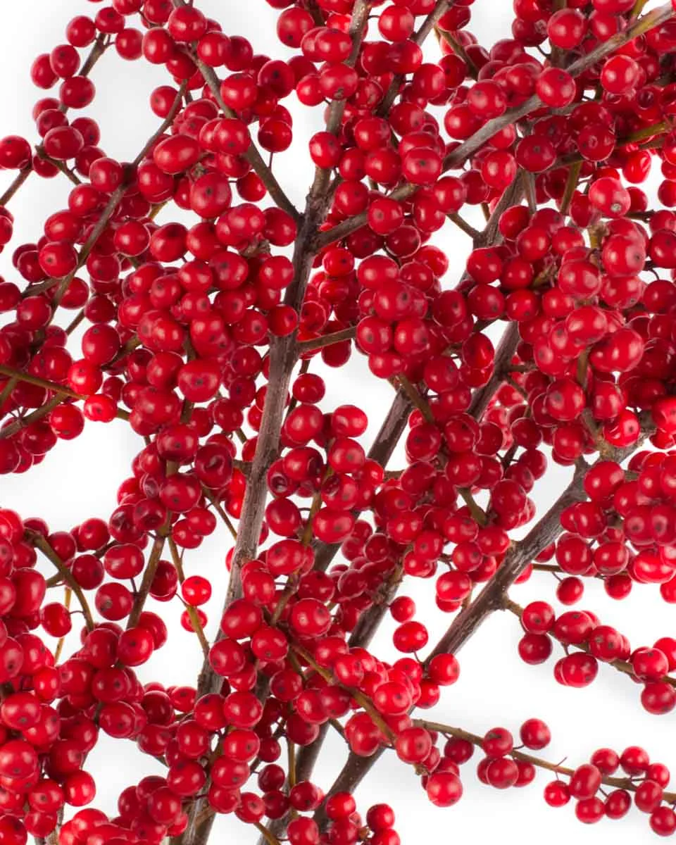 NicholasNEW PRODUCT7 VASE CLOSEUP DETAILSPEONY RED WITHOUT WRAPPING 6 NicholasNEW PRODUCT7 VASE CLOSEUP DETAILSPEONY RED WITHOUT WRAPPING 6