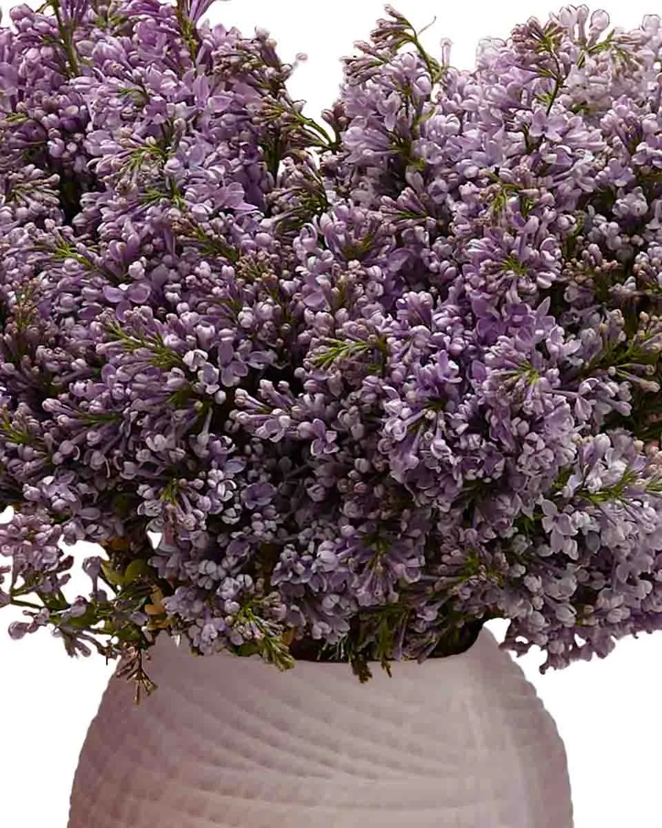 LILAC BABY 30 Dec 20242 LILAC BABY 30 Dec 20242