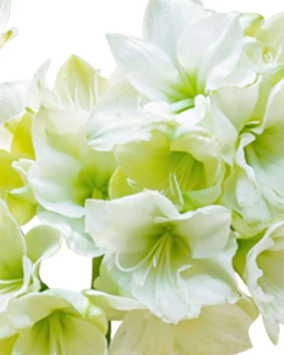 Winter Sonata Close Winter Sonata Close