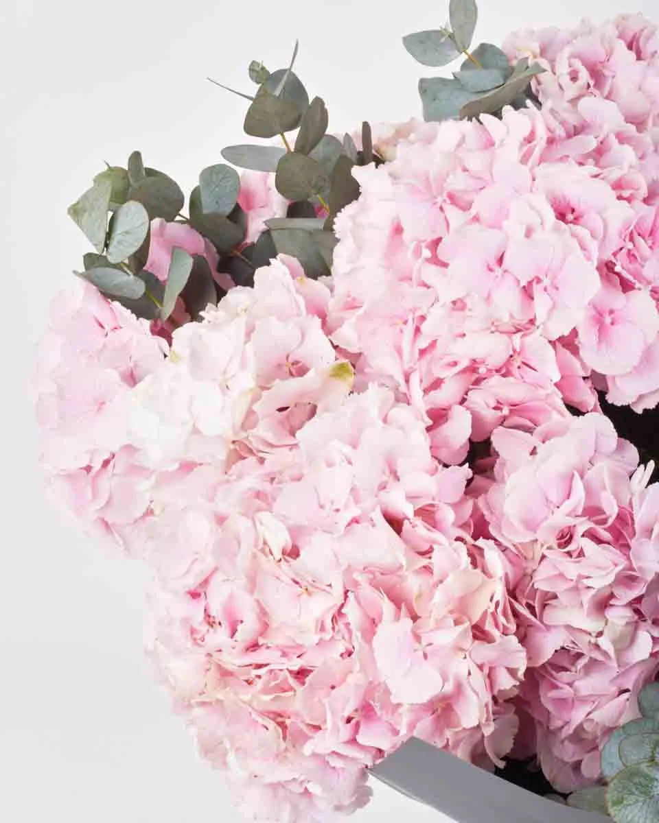 FLUFFY VERENA PINK SUPERB JUNE 5, 2023 1 FLUFFY VERENA PINK SUPERB JUNE 5, 2023 1