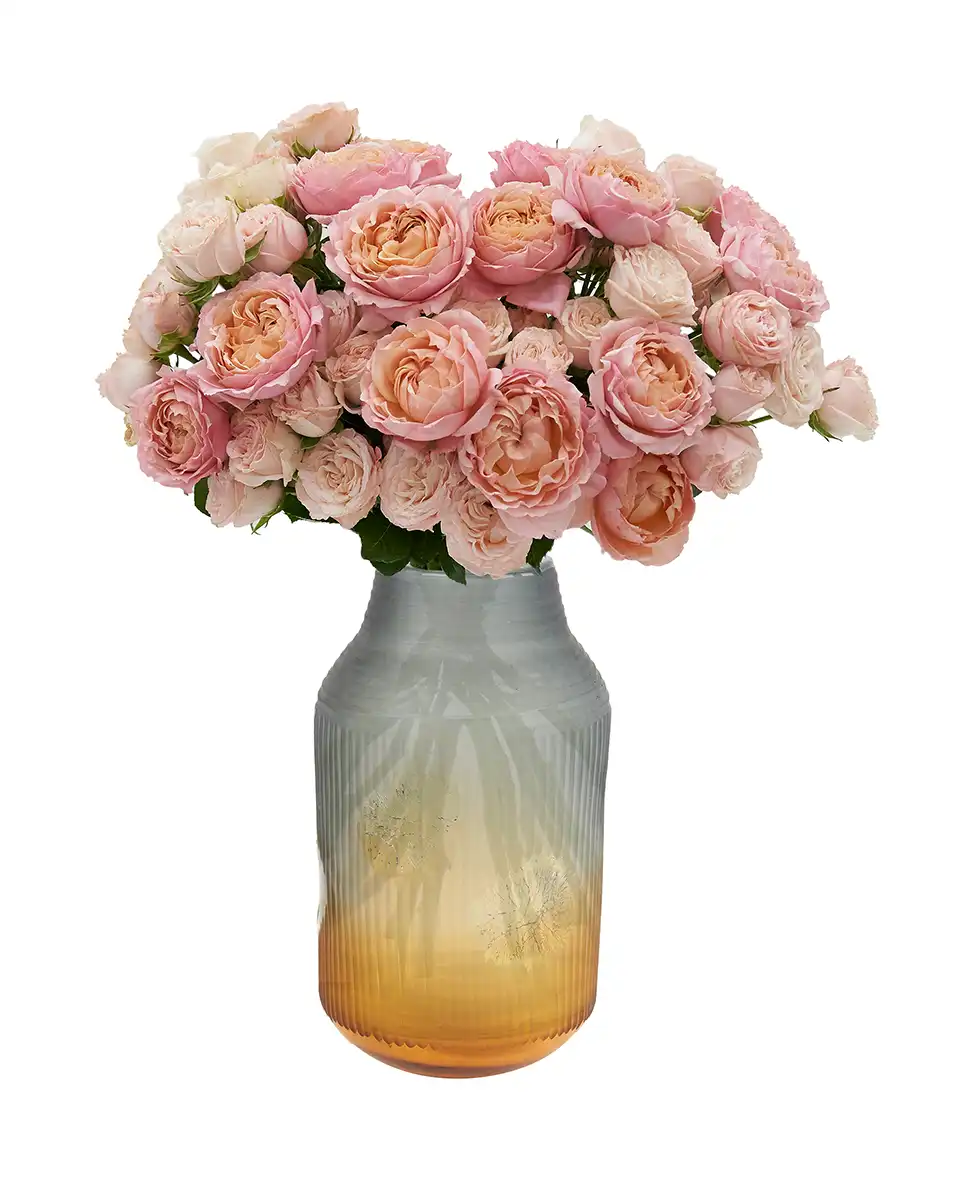 Salmon Twist Front 2025 Salmon Twist Front 2025