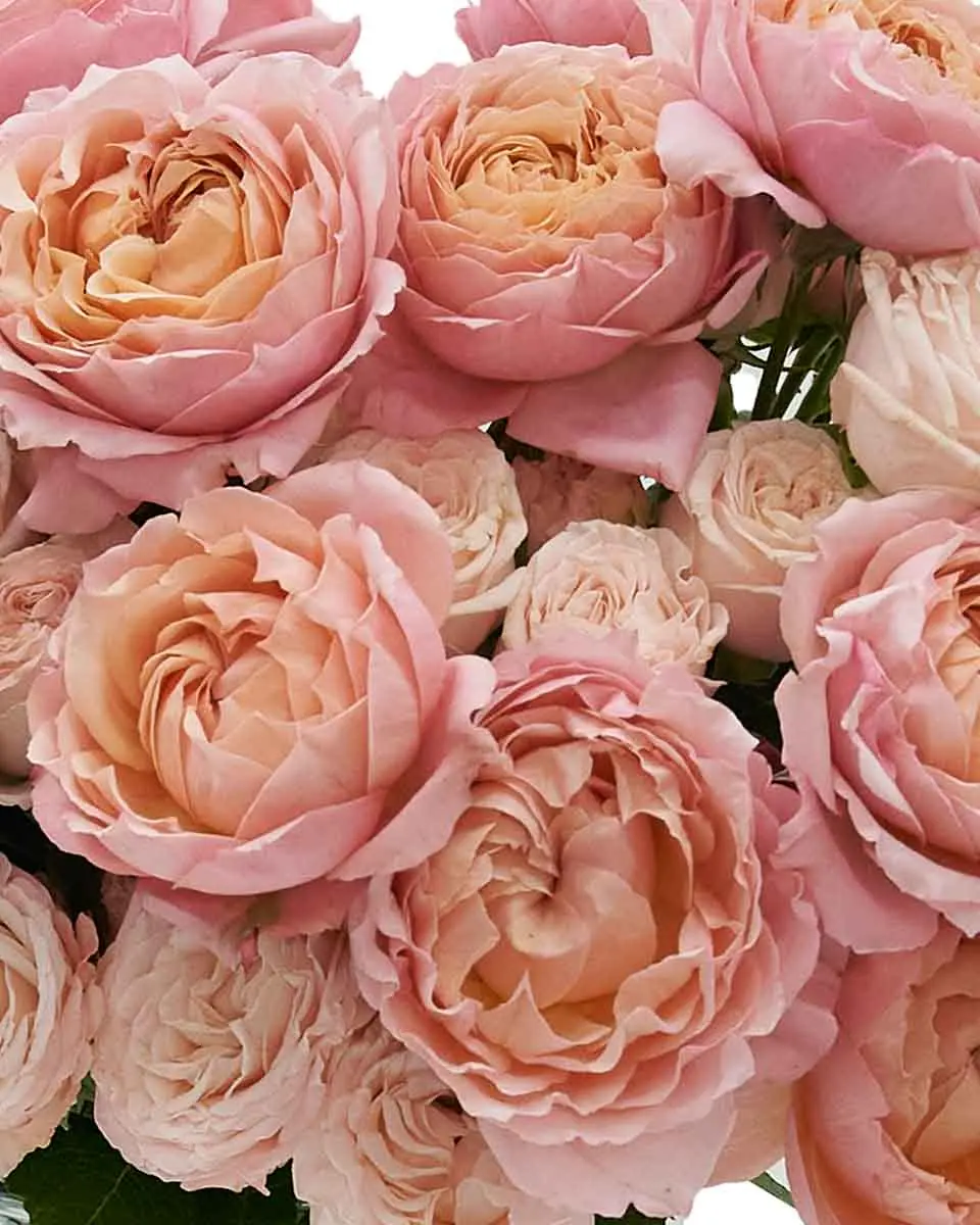 Salmon Twist Close 2025 Salmon Twist Close 2025