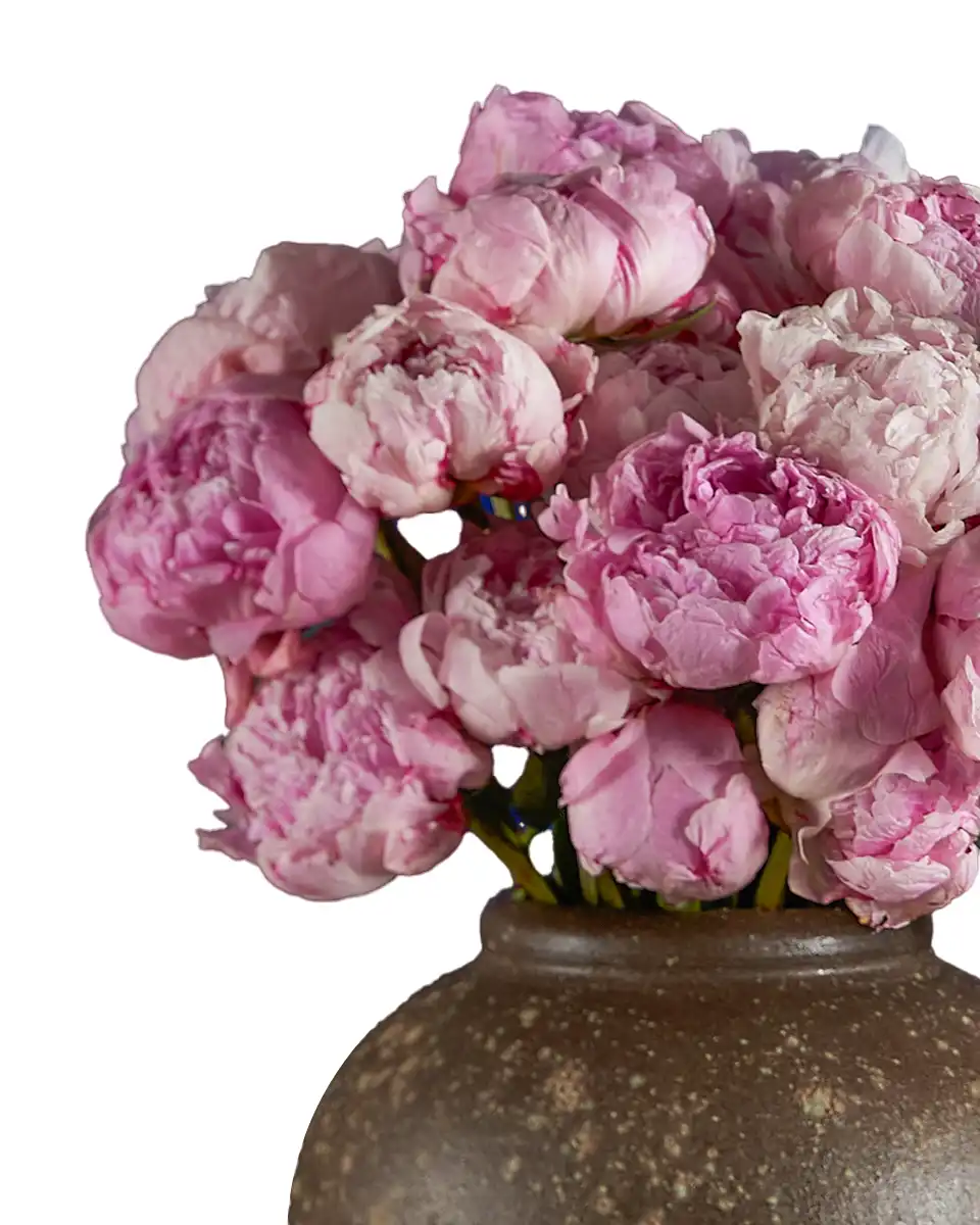 ENCHANTING SARAH Details 2025 ENCHANTING SARAH Details 2025