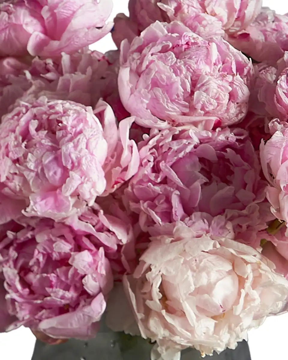 SPARKLING SARAH 2 SPARKLING SARAH 2