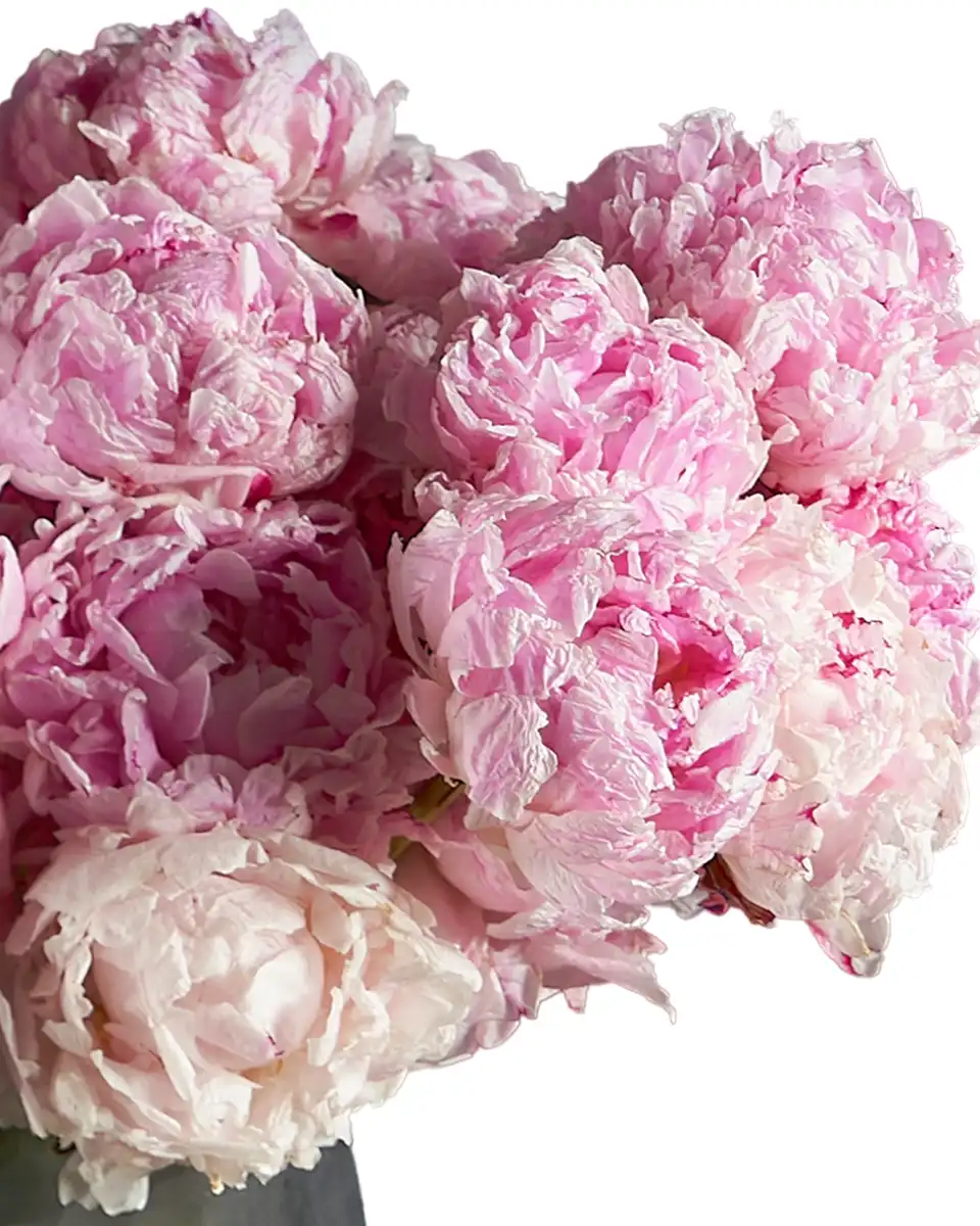 SPARKLING SARAH 3 SPARKLING SARAH 3