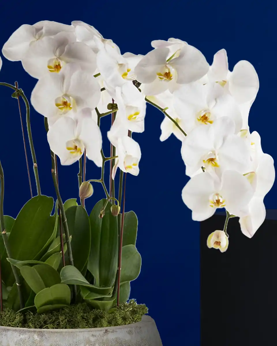 Timeless Details3 Edited 3 Sep Timeless Details3 Edited 3 Sep