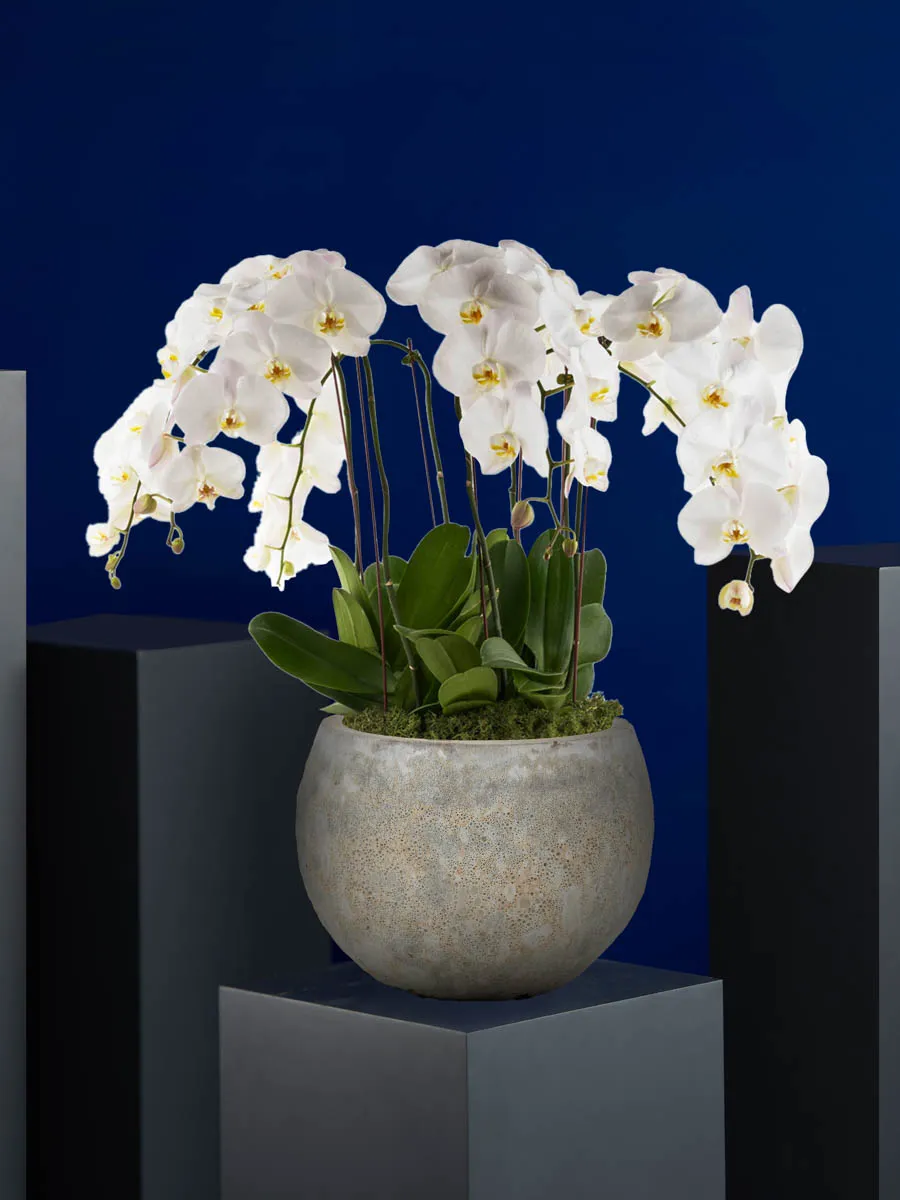 timeless Edited 3Sep timeless Edited 3Sep