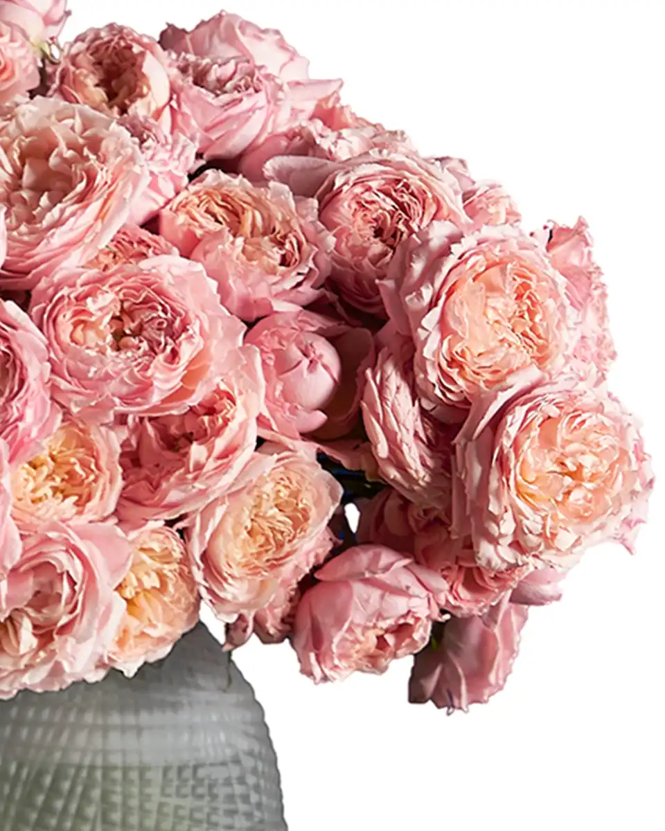 BLOOMING JULIETA 2 BLOOMING JULIETA 2