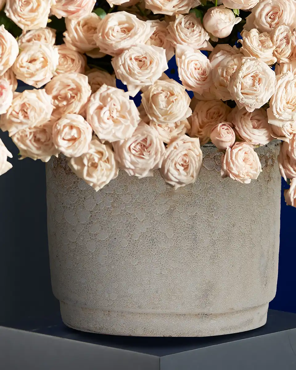 Bombastic Mania 20 Oct 2025 Details Oval2 Bombastic Mania 20 Oct 2025 Details Oval2