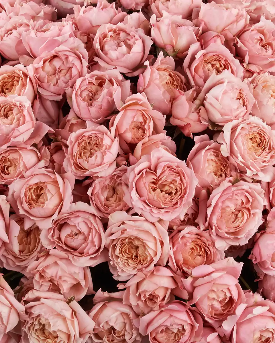 MY MEGA BLOOMS GRAND Edited 2025 Detalis2p MY MEGA BLOOMS GRAND Edited 2025 Detalis2p