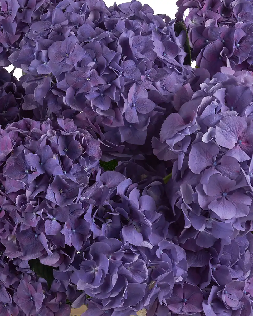 Purple Daydream 20 Oct 2025 Details2 Purple Daydream 20 Oct 2025 Details2