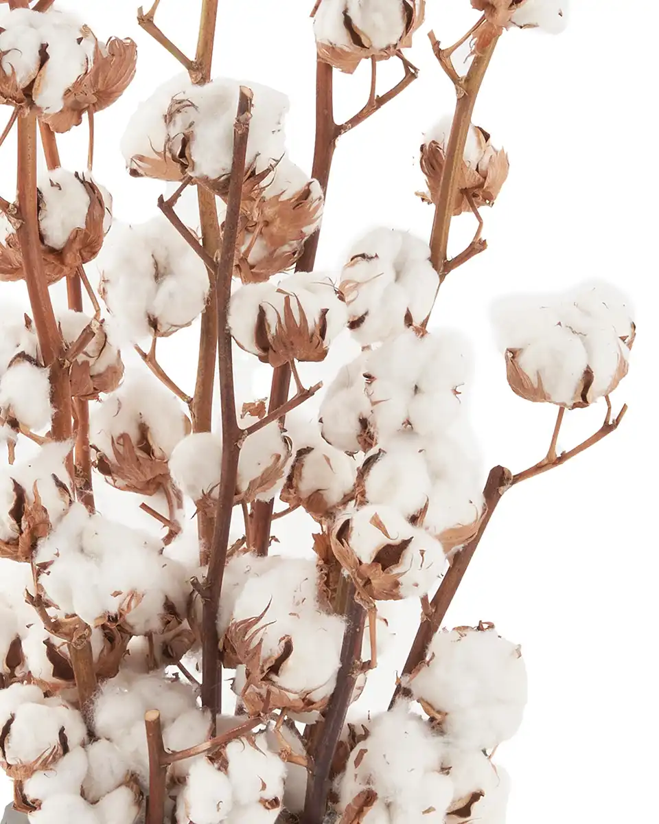 Cotton Craze 8 Nov 2025 3 Cotton Craze 8 Nov 2025 3