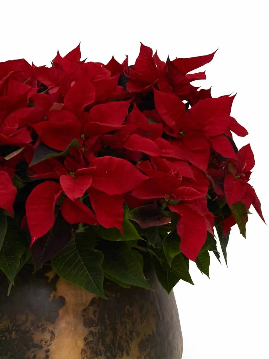 It's Christmas Time Details It's Christmas Time Details