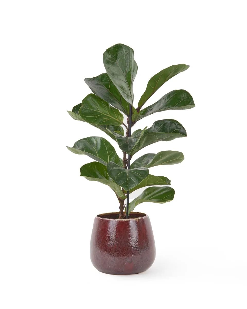 Fiddle Leaf JUNE 8 2023 Fiddle Leaf JUNE 8 2023
