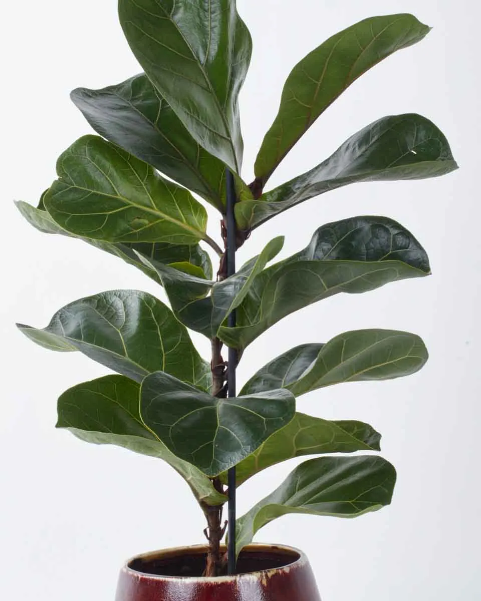 Fiddle Leaf JUNE 8 2023 2 Fiddle Leaf JUNE 8 2023 2