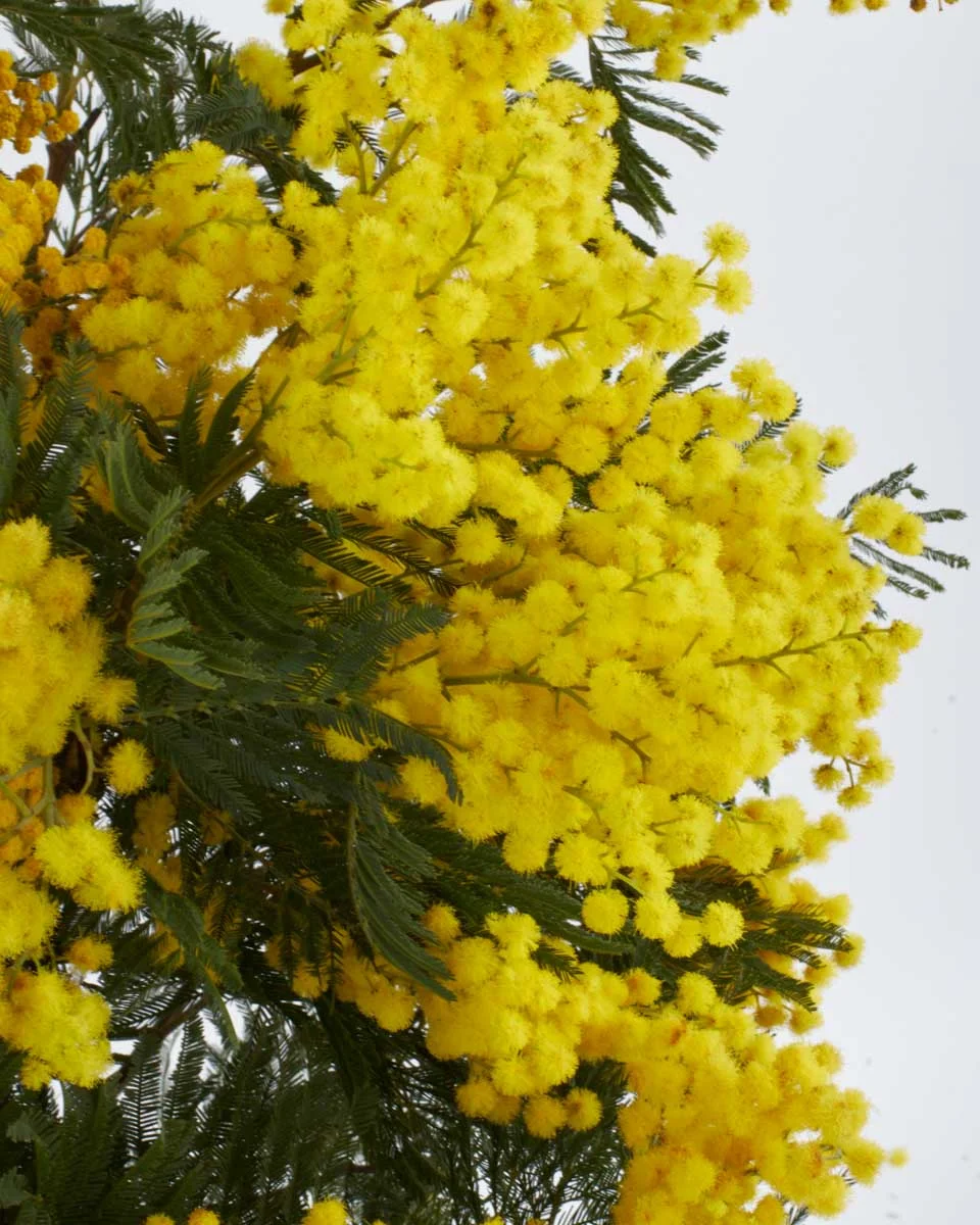 MEGA MIMOSA 2 MEGA MIMOSA 2
