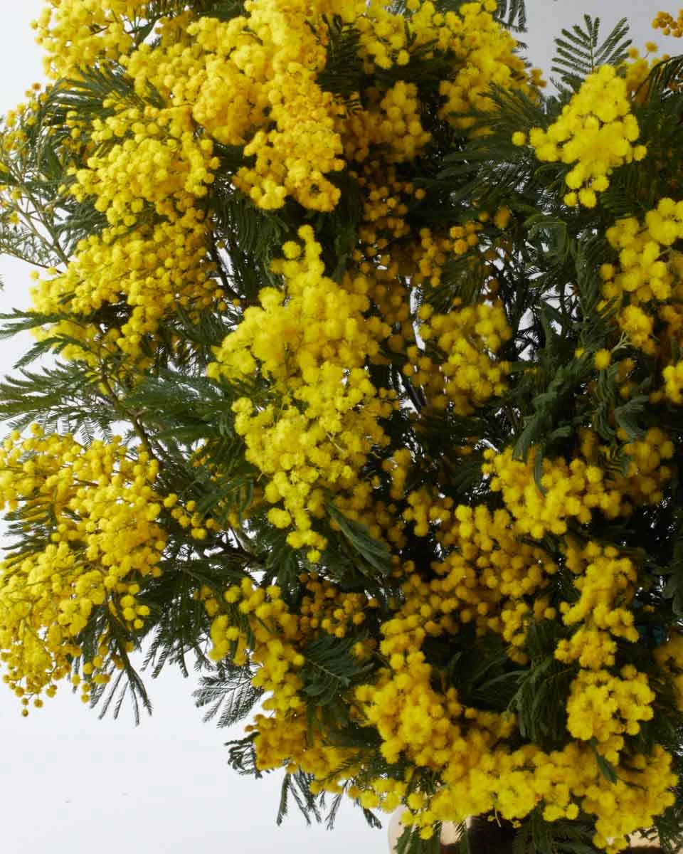 MEGA MIMOSA MEGA MIMOSA
