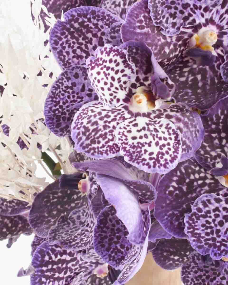 Purple Sway JUNE 22, 2023 1 Purple Sway JUNE 22, 2023 1