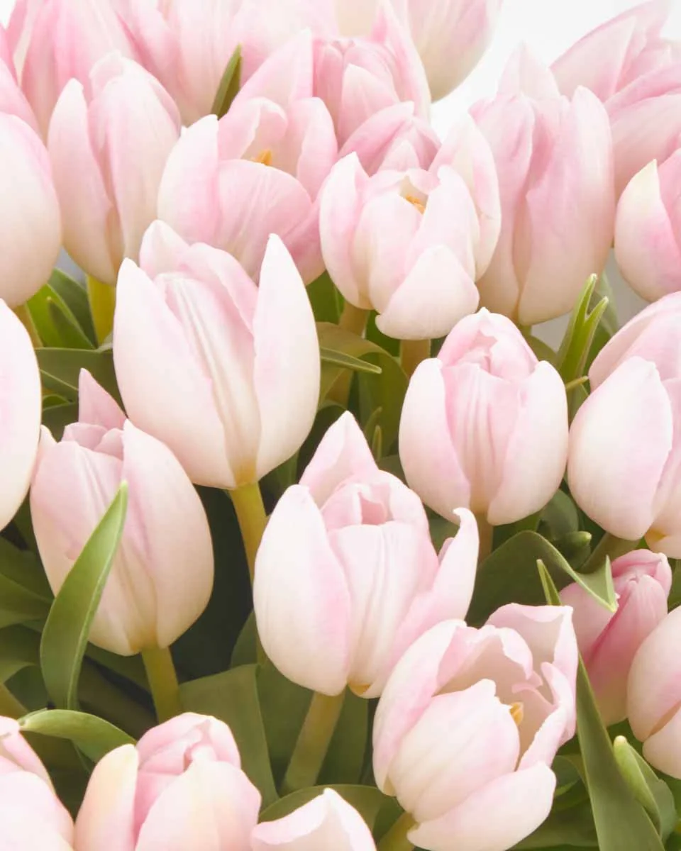 Romantic Pink one size JUNE 23 2023 2 Romantic Pink one size JUNE 23 2023 2