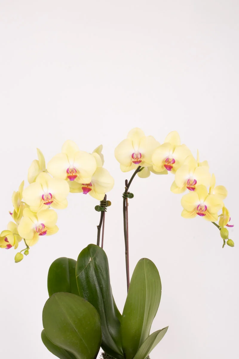 orchid dreams yellow detailed 1 orchid dreams yellow detailed 1