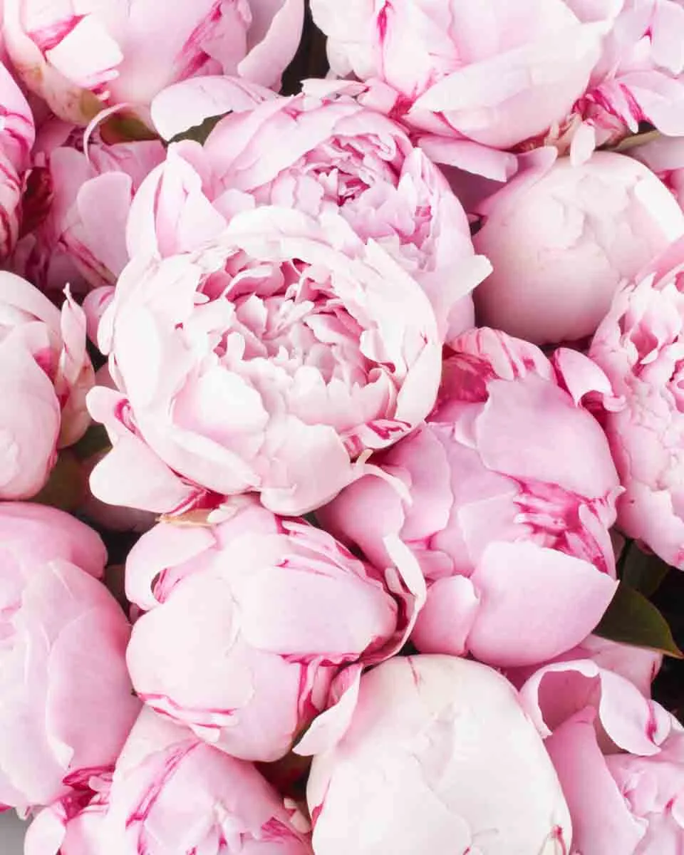 peony overload detailed 2 peony overload detailed 2