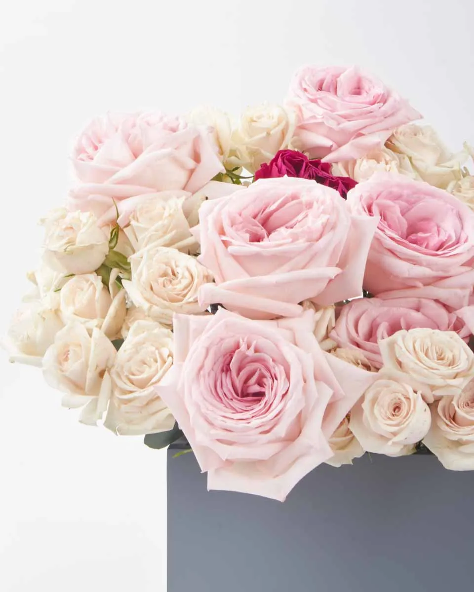 Darcey in Love LARGE JUNE 19 2023 Darcey in Love LARGE JUNE 19 2023