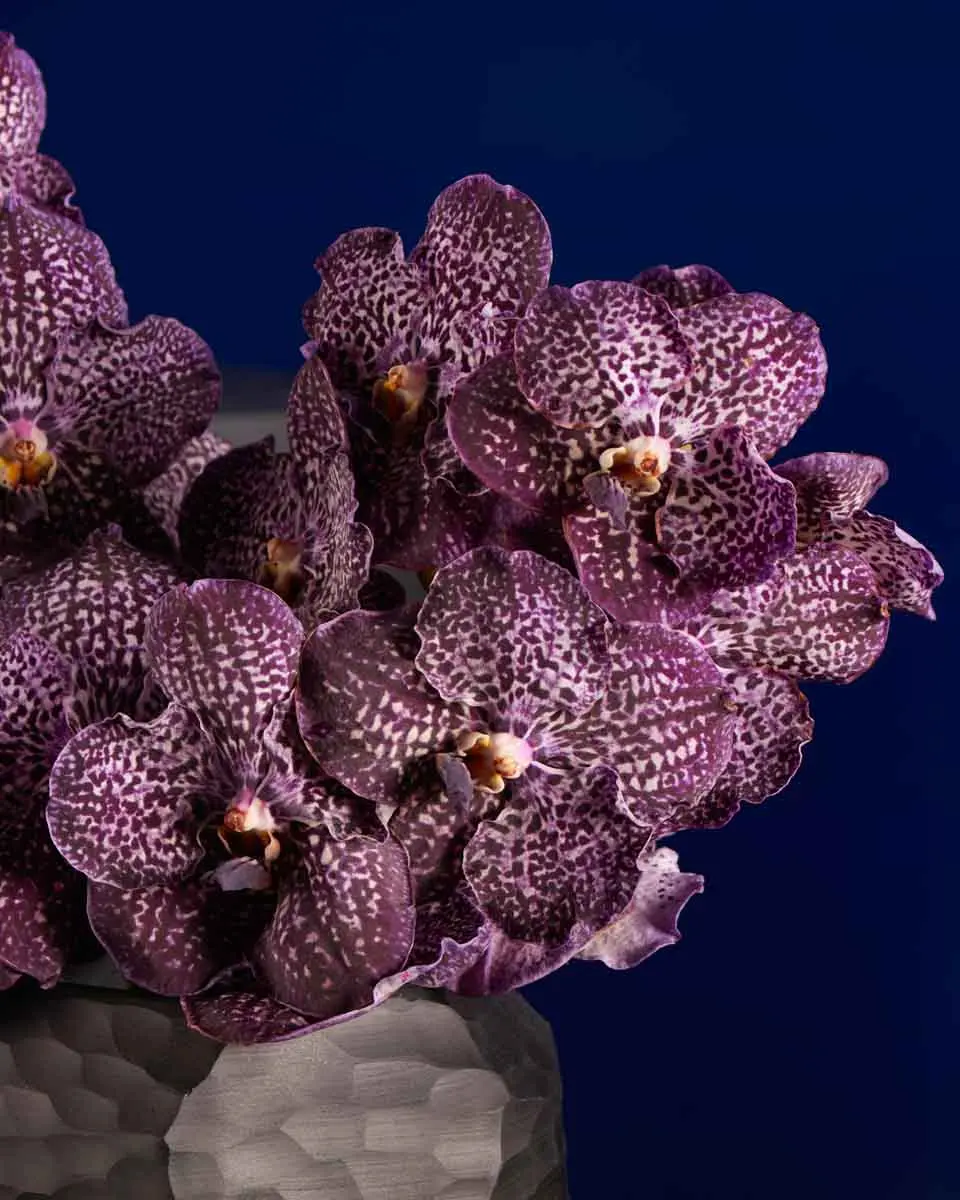 Exquisite Vanda VANDA JEFF NEW ARR 1 Exquisite Vanda VANDA JEFF NEW ARR 1