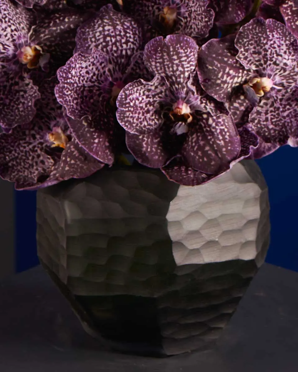 Exquisite Vanda VANDA JEFF NEW ARR 2 Exquisite Vanda VANDA JEFF NEW ARR 2