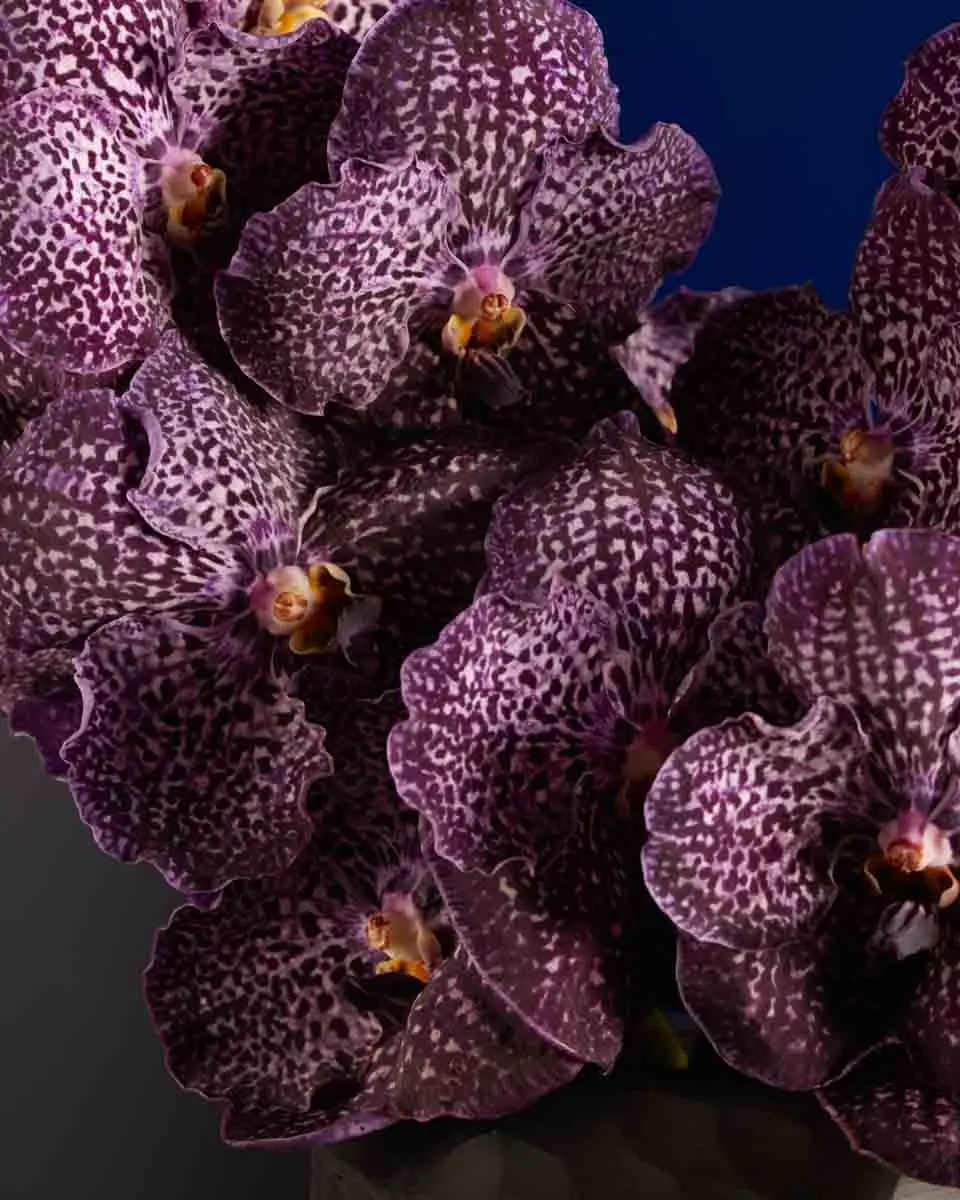 Exquisite Vanda VANDA JEFF NEW ARR 3 Exquisite Vanda VANDA JEFF NEW ARR 3