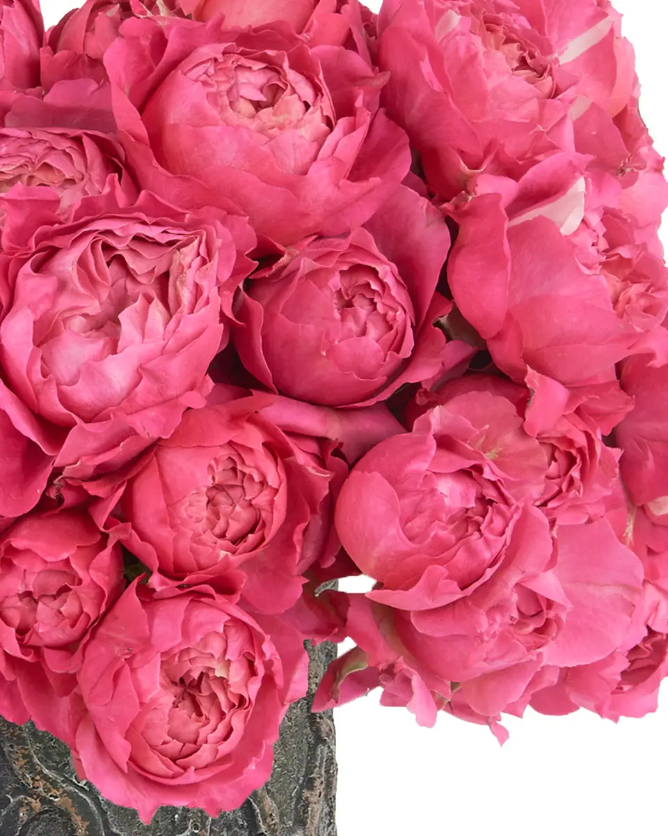 Hello Cerise KISS ME CERISE JUNE 2, 2023 1 copy Hello Cerise KISS ME CERISE JUNE 2, 2023 1 copy