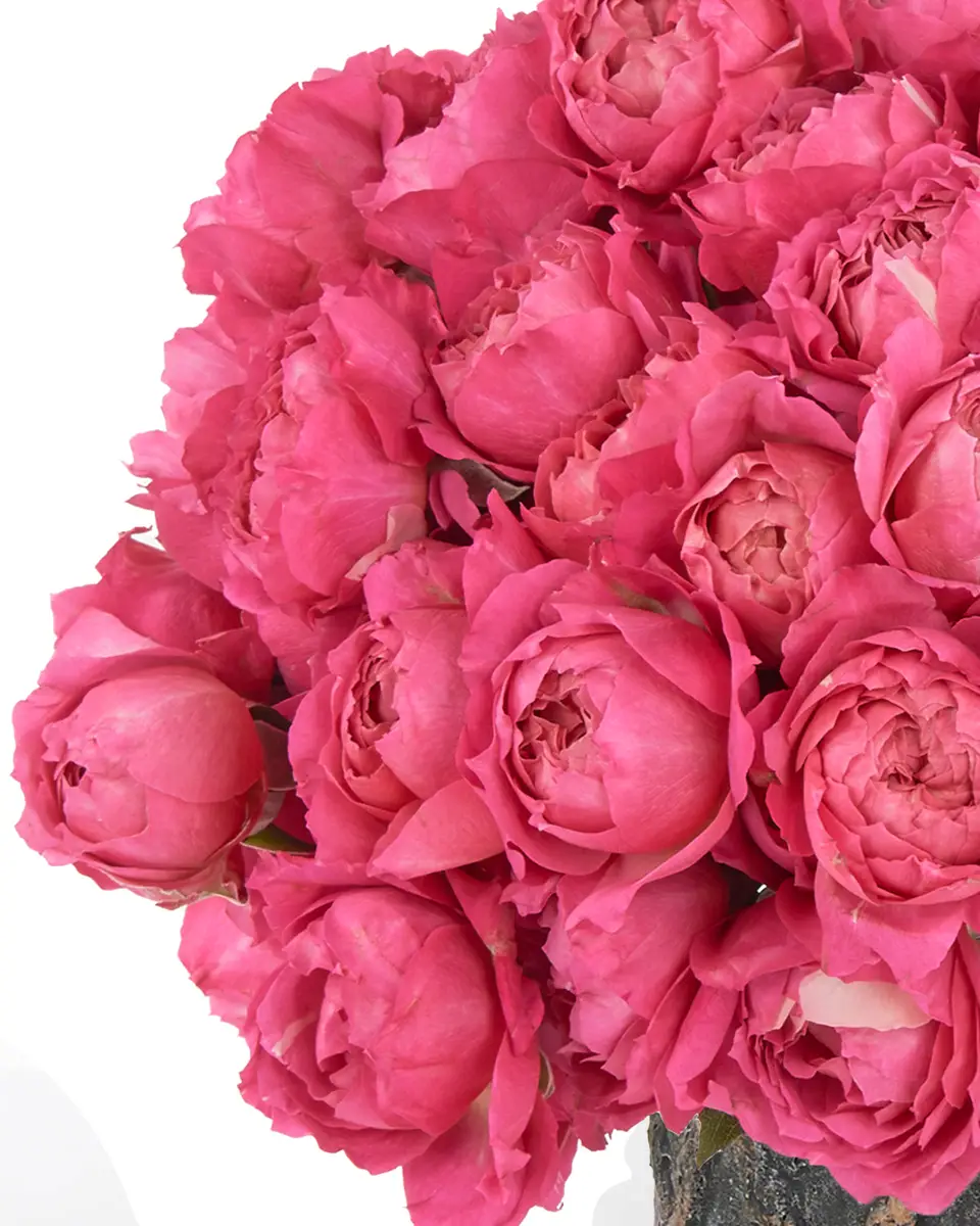 Hello Cerise KISS ME CERISE JUNE 2, 2023 1 Hello Cerise KISS ME CERISE JUNE 2, 2023 1