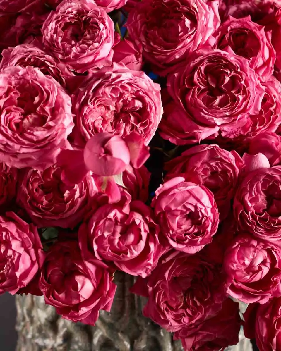 MY DARLING CERISE 2 MY DARLING CERISE 2