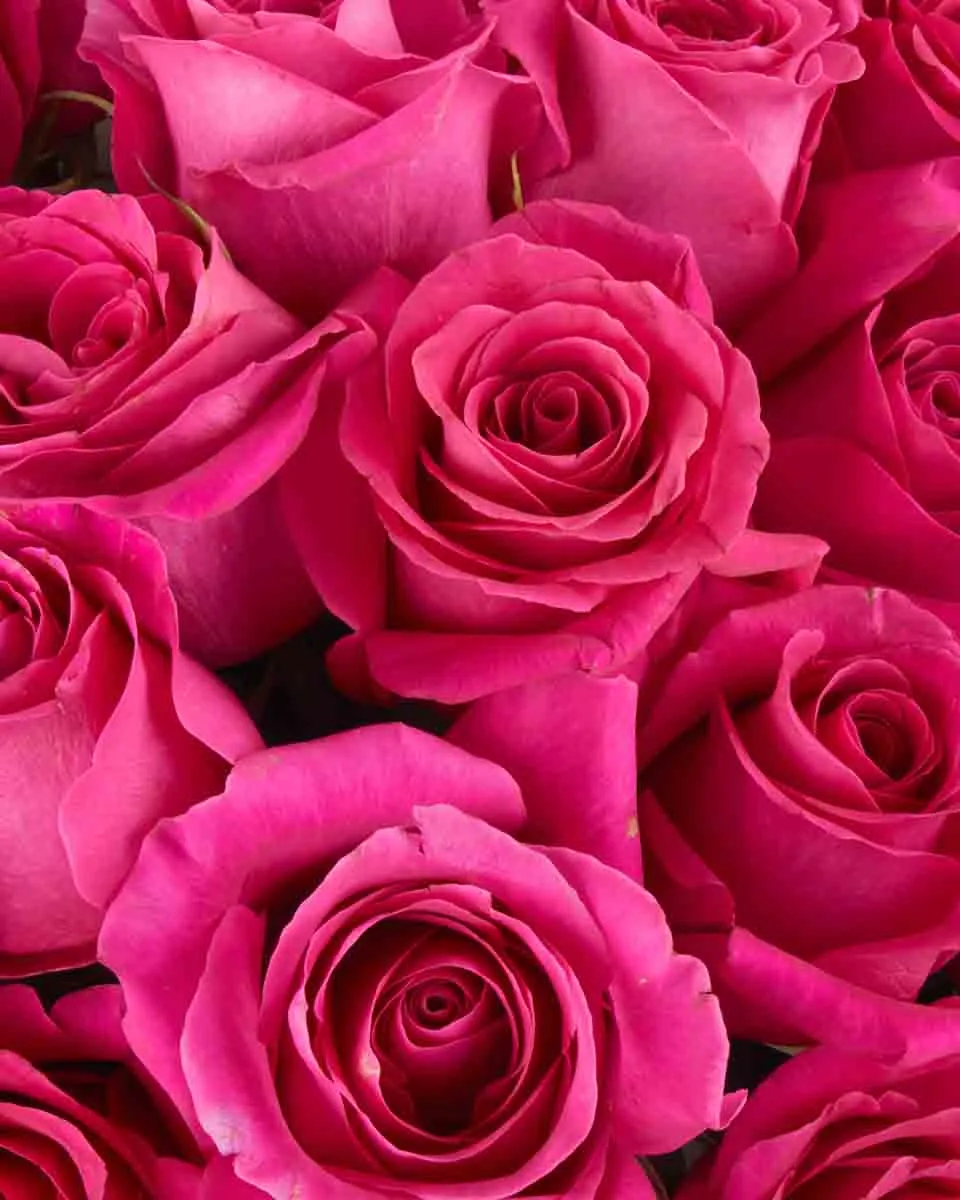 Madame Cerise superb JUNE 12 2023 2 Madame Cerise superb JUNE 12 2023 2