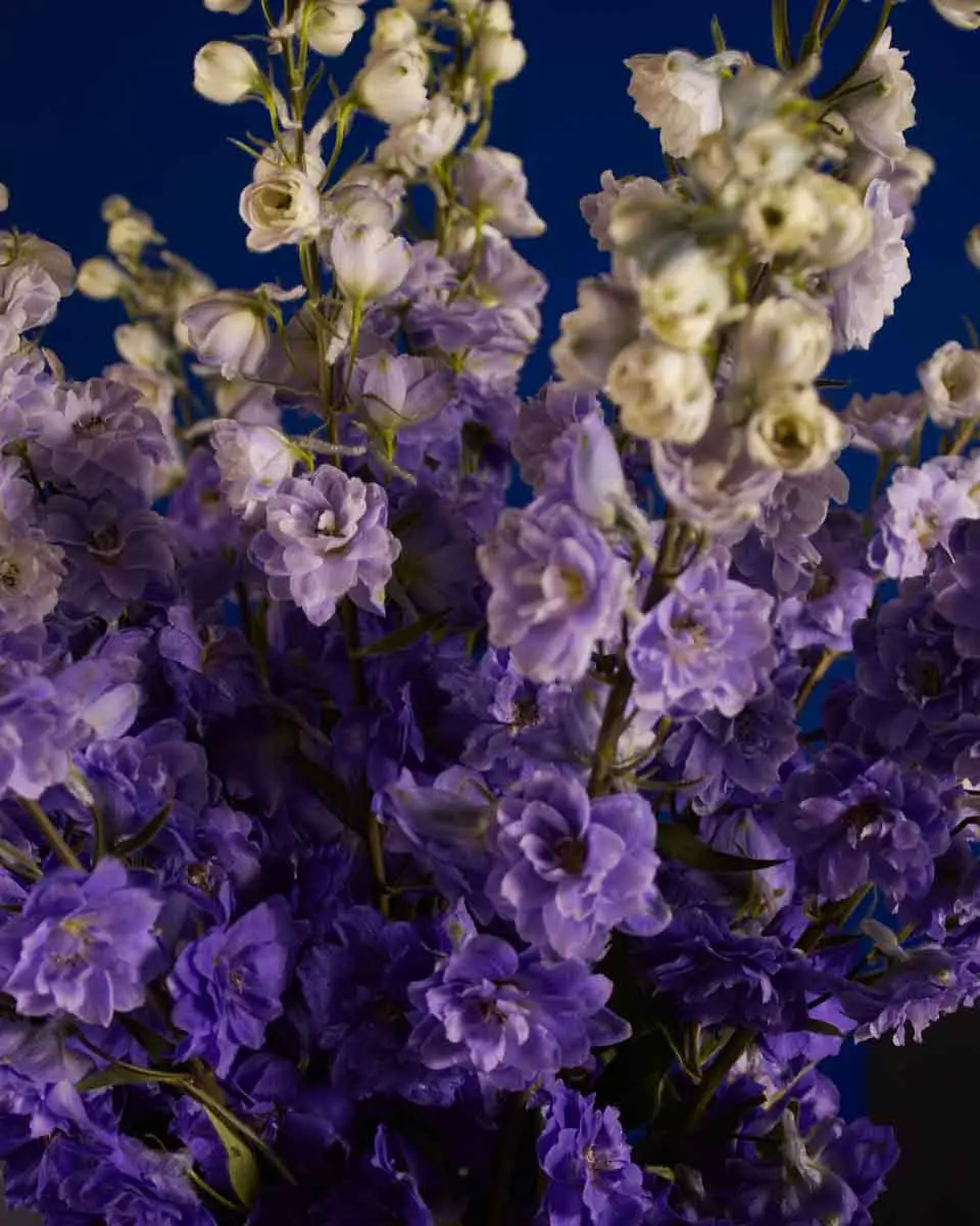 PURPLE HEART 2 PURPLE HEART 2