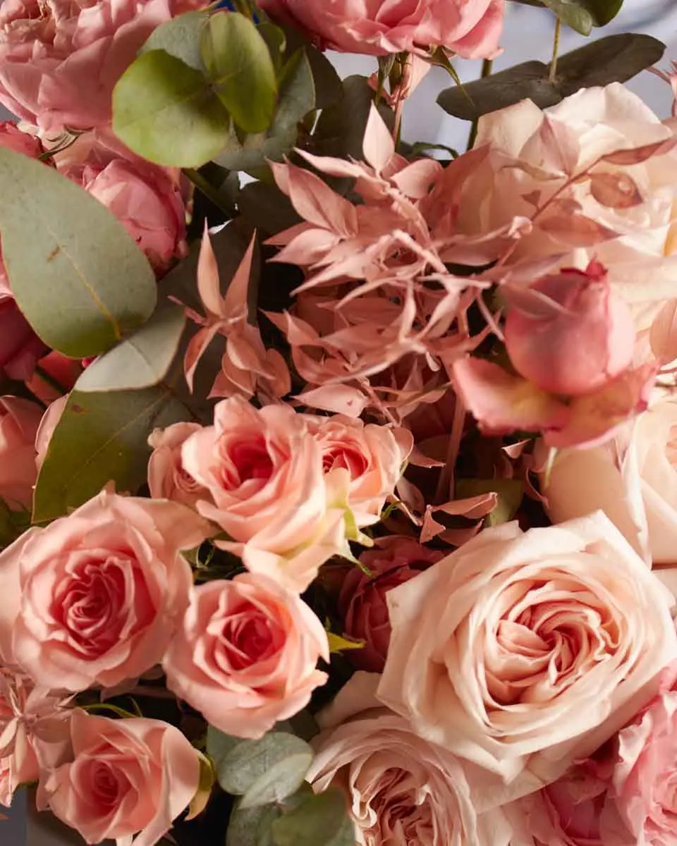 Peach Dream NEW1 SUPERB 3 Peach Dream NEW1 SUPERB 3