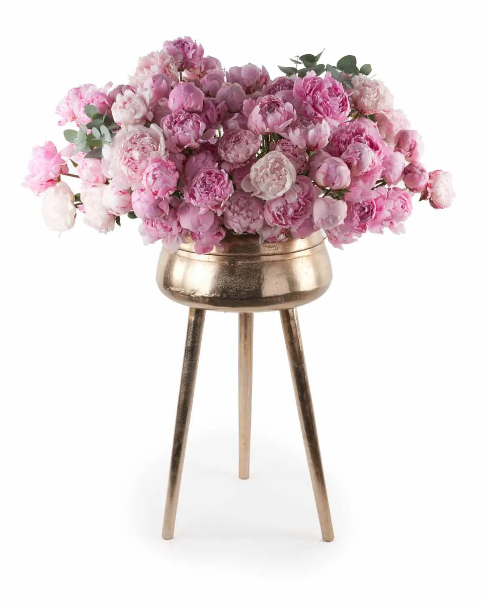 Peony Madness 4 Peony Madness 4