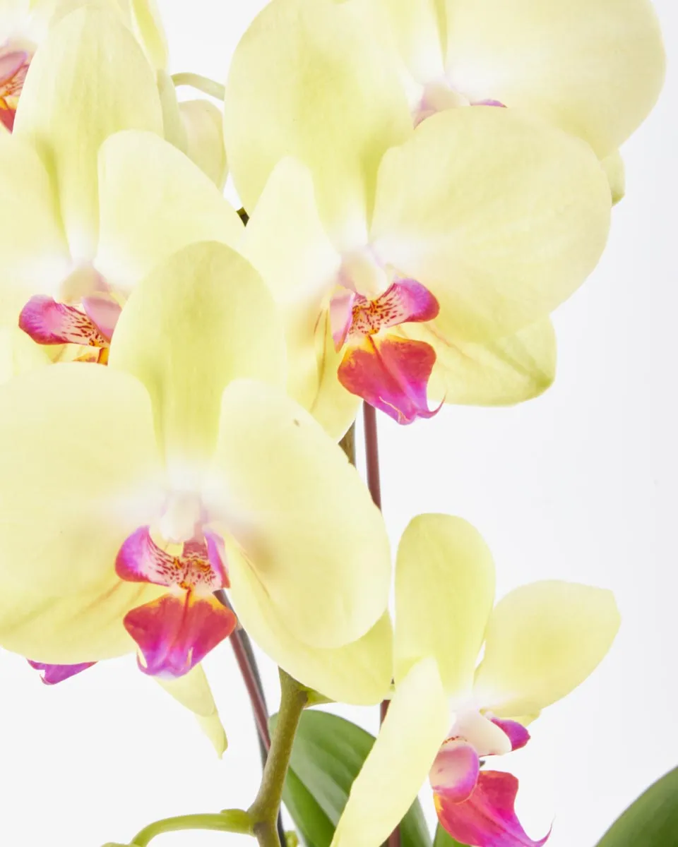 Yellow Glazed JUNE 16 2023 1 Yellow Glazed JUNE 16 2023 1